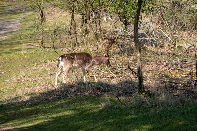 de Amsterdamse Waterleidingduinen