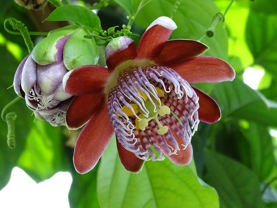 de Vlindertuin Vlindorado