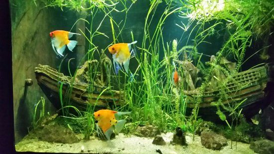 Aqua Expo
