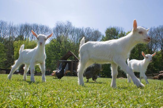 Geitenboerderij Ridammerhoeve